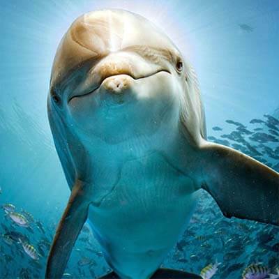 Unterwasseraufnahme eines Delphins
