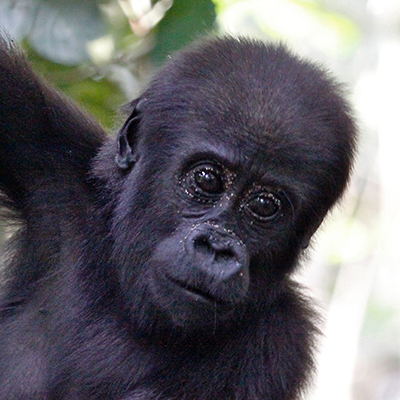 Nahaufnahme eines Berggorilla Junges im Virunga Nationalpark