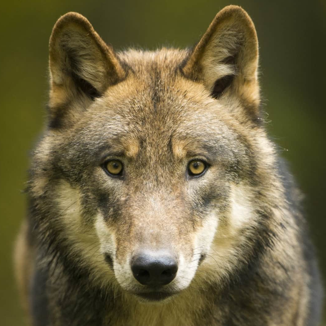 Frontalaufnahme eines Wolfs mit aufmerksamem Blick, vor unscharfem grünem Hintergrund